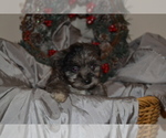 Small #1 Chihuahua-Poodle (Toy) Mix