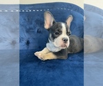 Small Photo #90 French Bulldog Puppy For Sale in CHARLOTTE, NC, USA
