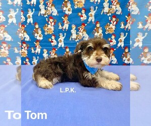 Schnauzer (Miniature) Puppy for sale in WINNSBORO, LA, USA