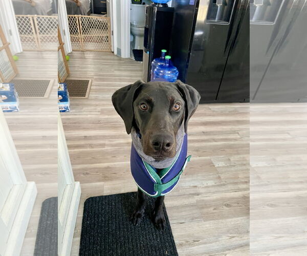 Medium Photo #8 Doberman Pinscher Puppy For Sale in Buffalo, MN, USA