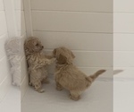 Small #2 Maltipoo