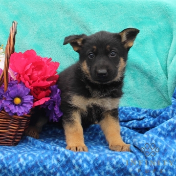 View Ad: German Shepherd Dog Puppy for Sale near Pennsylvania, GAP, USA ...