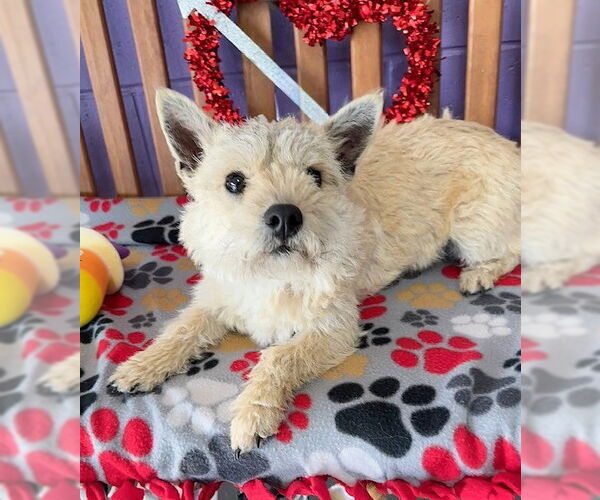 Medium Photo #2 Cairn Terrier-Unknown Mix Puppy For Sale in Genesee, WI, USA