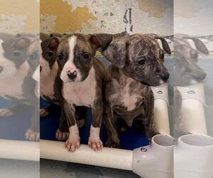 Mutt Dogs for adoption in Tulsa, OK, USA