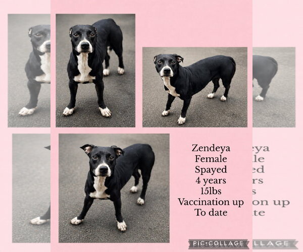 Medium Photo #1 Boston Huahua Puppy For Sale in Virginia Beach, VA, USA