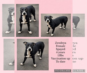 Boston Huahua Dogs for adoption in Virginia Beach, VA, USA
