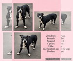 Zendeya - Female Boston Huahua Dog for Adoption - Small photo