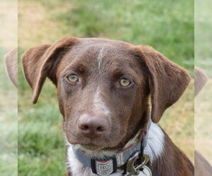 Lab-Pointer Dogs for adoption in Huntley, IL, USA