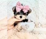 Small Morkie