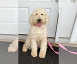 Small Photo #1 Goldendoodle Puppy For Sale in ROCKY MOUNT, NC, USA