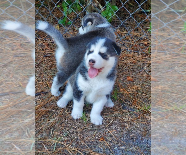 Medium Photo #14 Siberian Husky Puppy For Sale in BROOKSVILLE, FL, USA