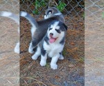 Small Photo #14 Siberian Husky Puppy For Sale in BROOKSVILLE, FL, USA
