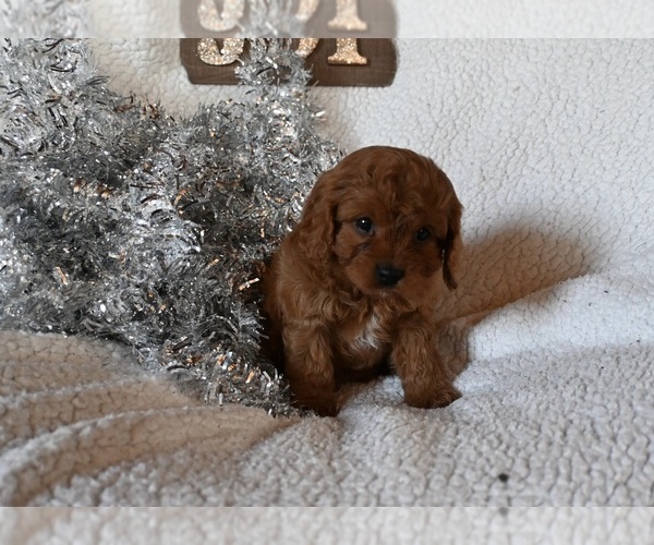 Medium Photo #1 Cavapoo Puppy For Sale in SUGARCREEK, OH, USA