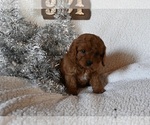 Small Photo #1 Cavapoo Puppy For Sale in SUGARCREEK, OH, USA
