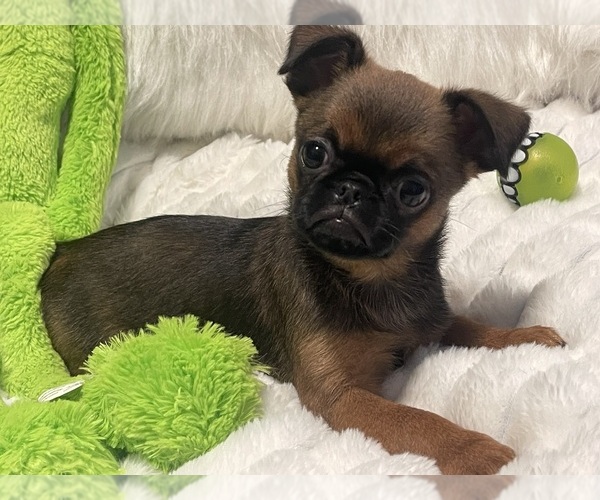 Medium Photo #20 Brussels Griffon Puppy For Sale in LEXINGTON, VA, USA