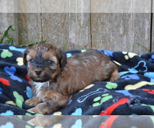 Medium Poodle (Miniature)