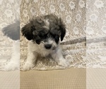 Small Photo #10 Zuchon Puppy For Sale in ACTON, CA, USA