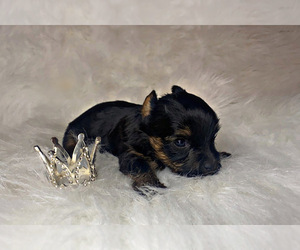 Yorkshire Terrier Puppy for sale in LOCUST GROVE, GA, USA