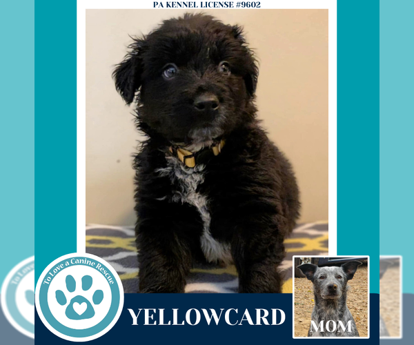 Medium Photo #4 Mutt Puppy For Sale in Kimberton, PA, USA