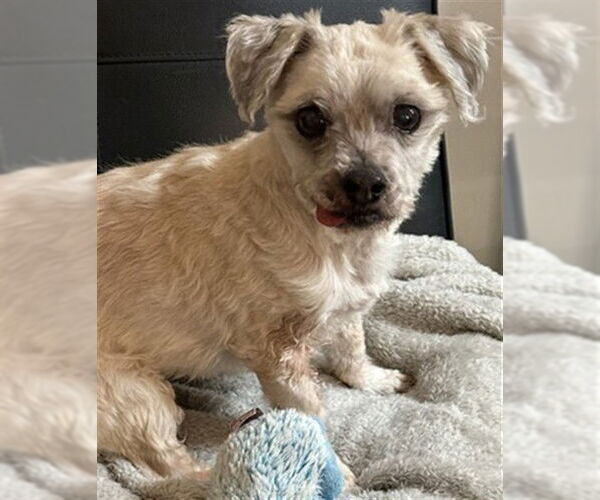 Medium Photo #2  Puppy For Sale in , 