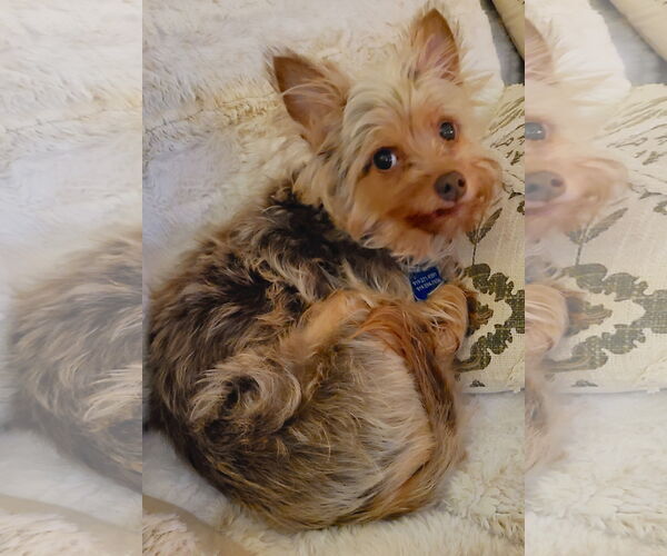 Medium Photo #2 Chihuahua-Unknown Mix Puppy For Sale in Cary, NC, USA