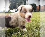 Small #11 Miniature Australian Shepherd
