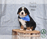 Puppy Freddy Bernese Mountain Dog
