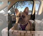 Small Photo #1 French Bulldog Puppy For Sale in CEDAR HILL, TX, USA
