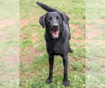 Small Labrador Retriever Mix