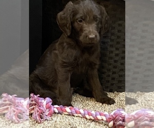 Labradoodle Puppy for sale in EDEN VALLEY, MN, USA