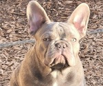 Small Photo #4 French Bulldog Puppy For Sale in SPRINGFIELD, OR, USA