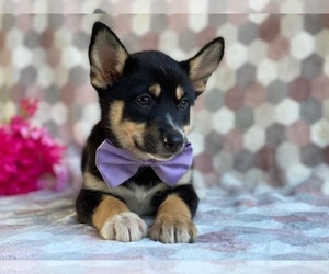 Pomsky Puppy for sale in LANCASTER, PA, USA