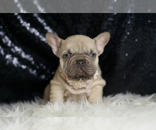 Medium Photo #4 French Bulldog Puppy For Sale in WARSAW, IN, USA