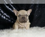 Small #3 French Bulldog