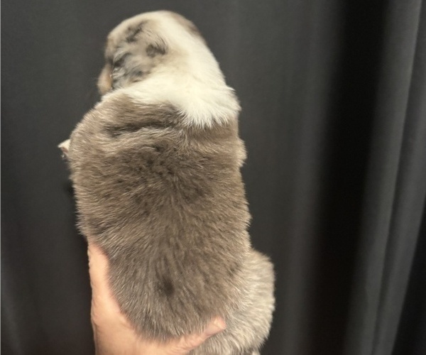 Medium Photo #3 Australian Shepherd Puppy For Sale in ORLANDO, FL, USA