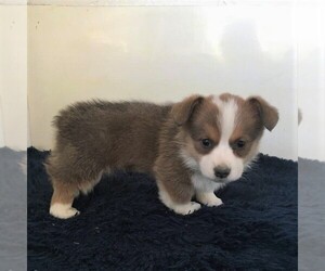 Pembroke Welsh Corgi Puppy for sale in HAVEN, KS, USA