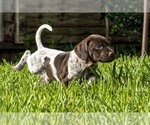 Small Photo #4 German Shorthaired Pointer Puppy For Sale in MESQUITE, TX, USA