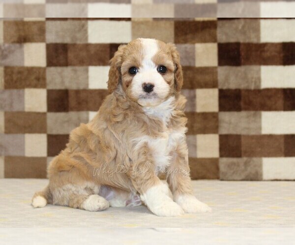 Medium Photo #1 Bernedoodle (Miniature)-Cavapoo (Miniature) Mix Puppy For Sale in DENVER, PA, USA