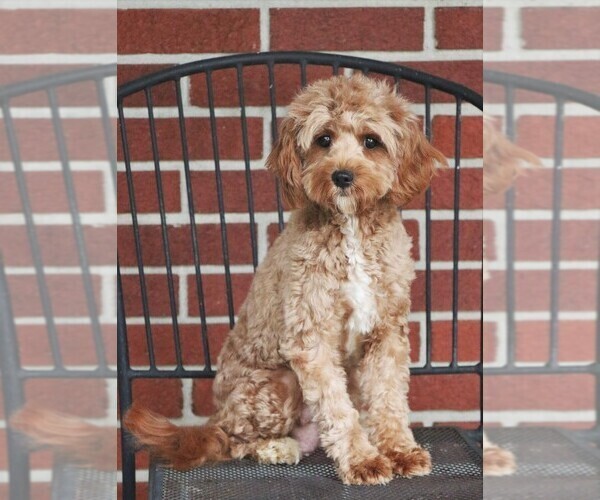 Medium Photo #1 Cavapoo (Miniature) Puppy For Sale in SYRACUSE, IN, USA