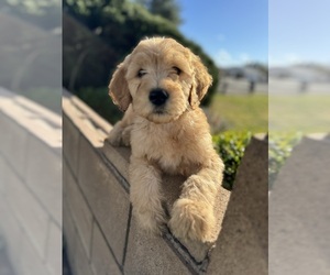 Goldendoodle Puppy for sale in JESS RANCH, CA, USA
