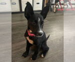 Small #1 Mutt