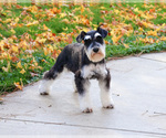 Small Photo #1 Schnauzer (Miniature) Puppy For Sale in SYRACUSE, IN, USA