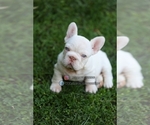 Small #1 French Bulldog