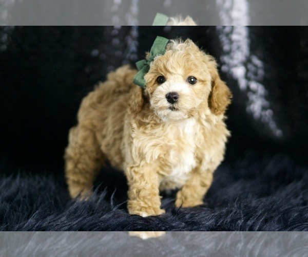 Medium Photo #8 Maltipoo Puppy For Sale in WARSAW, IN, USA