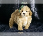 Small Photo #53 Maltipoo Puppy For Sale in WARSAW, IN, USA