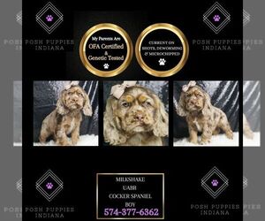 Cocker Spaniel Puppy for sale in WARSAW, IN, USA