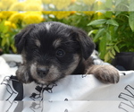 Puppy Kyann Alaskan Klee Kai-Pomeranian Mix