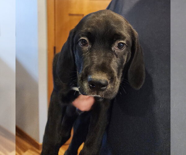 Medium Photo #4 Colonial Cocker Spaniel-Retriever  Mix Puppy For Sale in Fargo, ND, USA