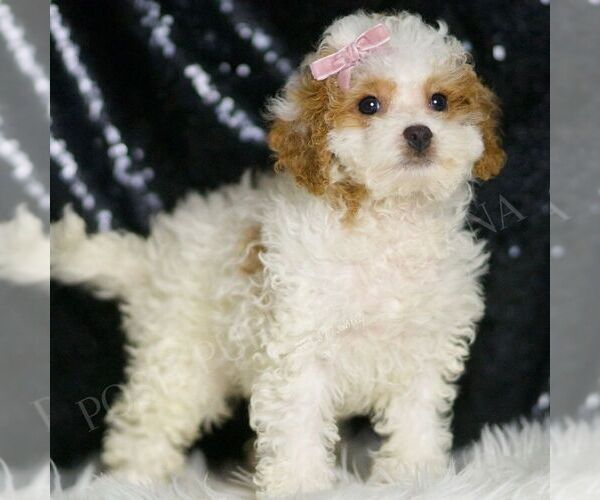 Medium Photo #5 Poodle (Toy) Puppy For Sale in WARSAW, IN, USA