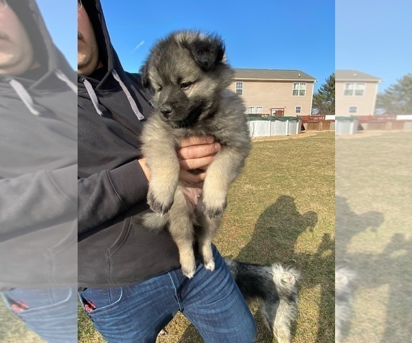 Medium Photo #1 Keeshond Puppy For Sale in DELPHI, IN, USA